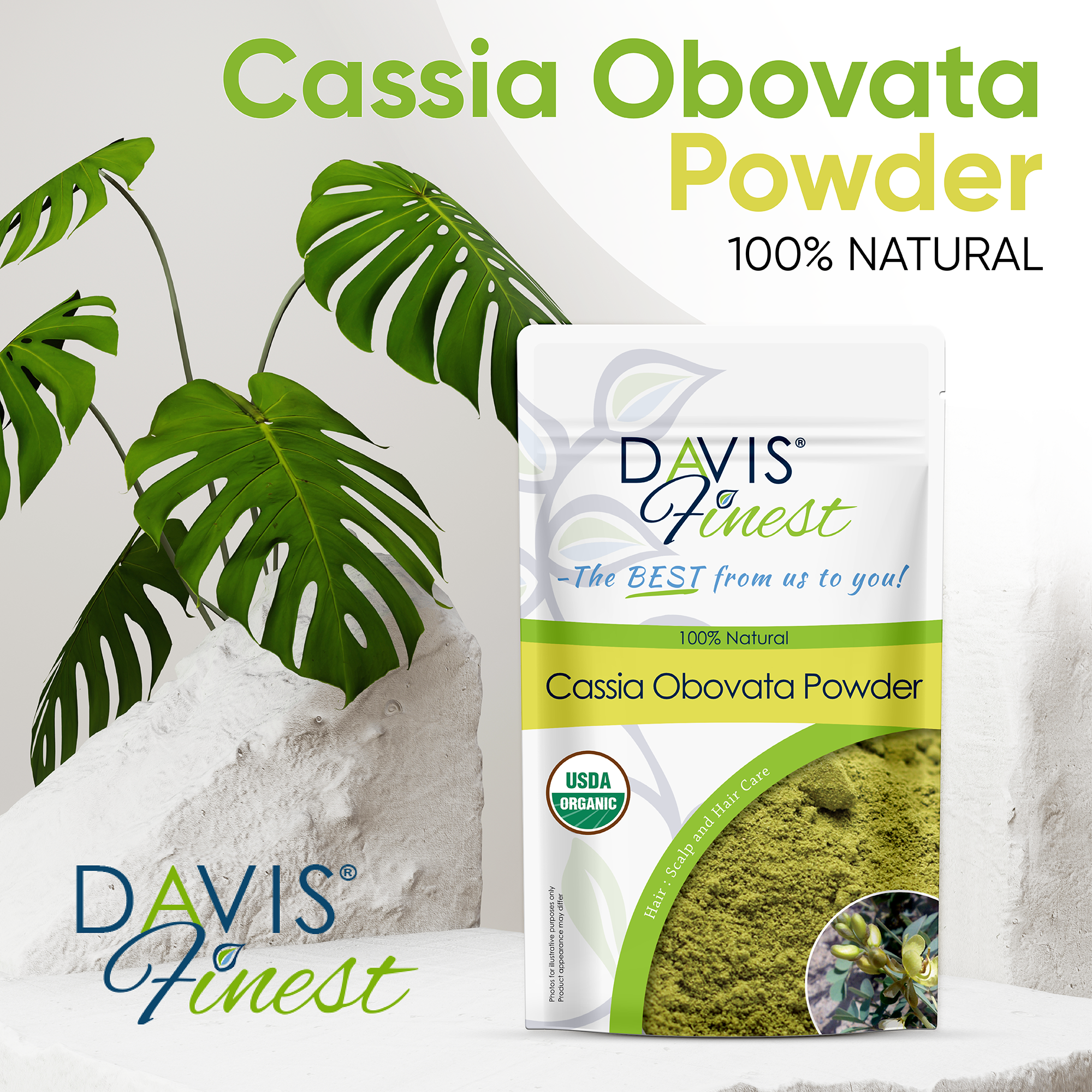 Cassia Obovata Powder